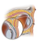 Superior tarsal muscle