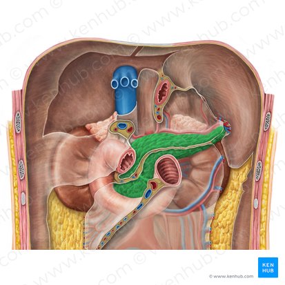 Pancreas; Image: Irina Münstermann