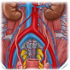 Ureters