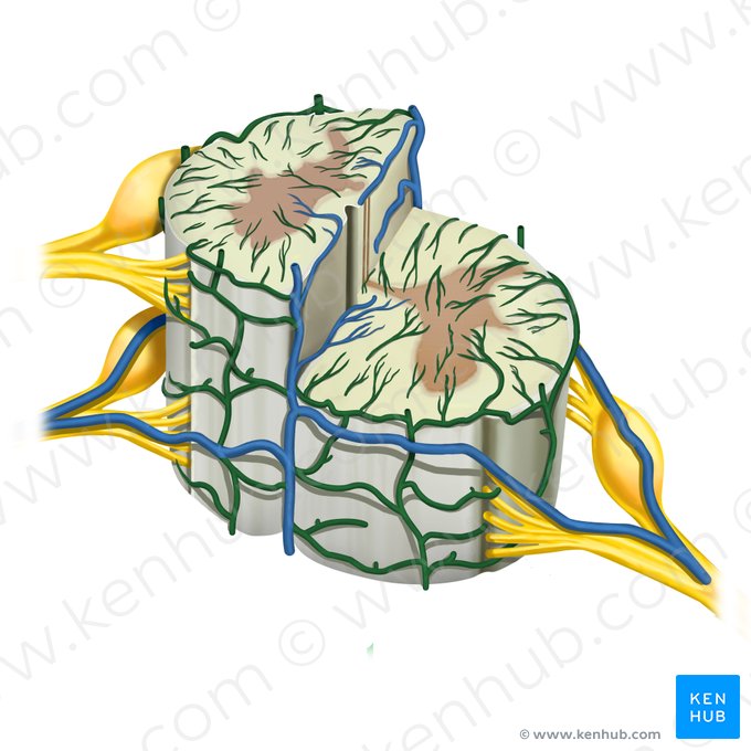 Coronal venous plexus (Plexus venosus coronalis); Image: Rebecca Betts