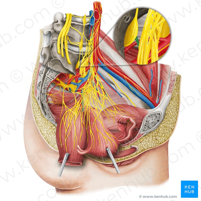 Sacral splanchnic nerve (Nervus splanchnicis sacralis); Image: Irina Münstermann