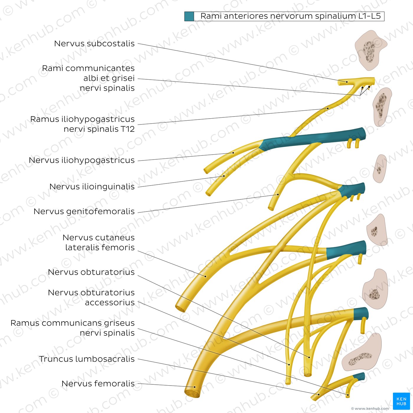 Plexus lumbalis