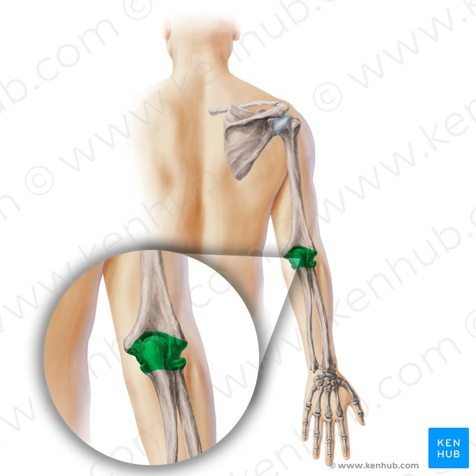Elbow joint (Articulatio cubiti); Image: Paul Kim