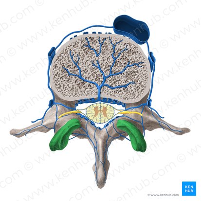 Proceso articular superior de la vértebra (Processus articularis superior vertebrae); Imagen: Paul Kim