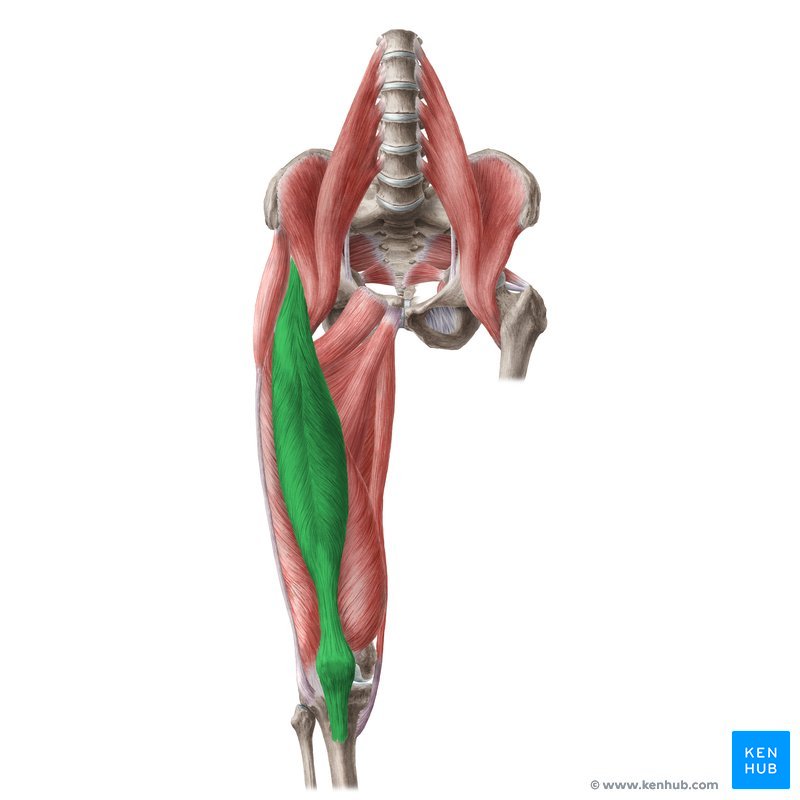 Músculo reto femoral - Vista anterior