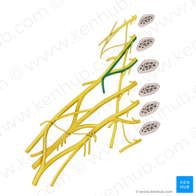 Subclavian nerve (Nervus subclavius); Image: Begoña Rodriguez