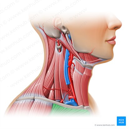 Músculo pectoral mayor (Musculus pectoralis major); Imagen: Paul Kim
