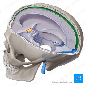 Superior sagittal sinus (Sinus sagittalis superior); Image: Paul Kim
