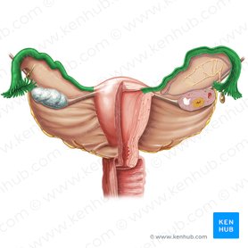Female reproductive organs: Anatomy and functions | Kenhub
