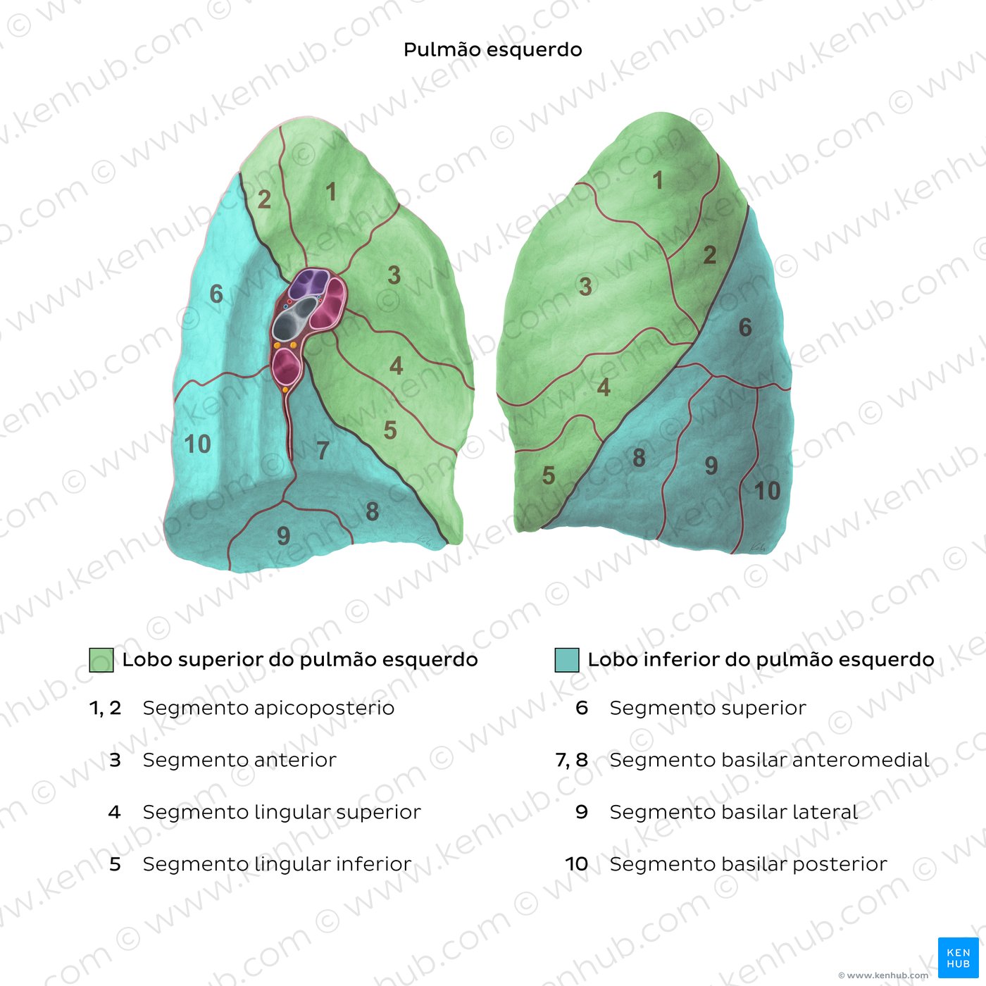 Segmentos broncopulmonares - Pulmão esquerdo