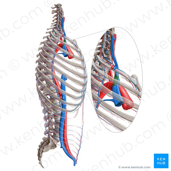 Vena braquiocefálica derecha (Vena brachiocephalica dextra); Imagen: Paul Kim