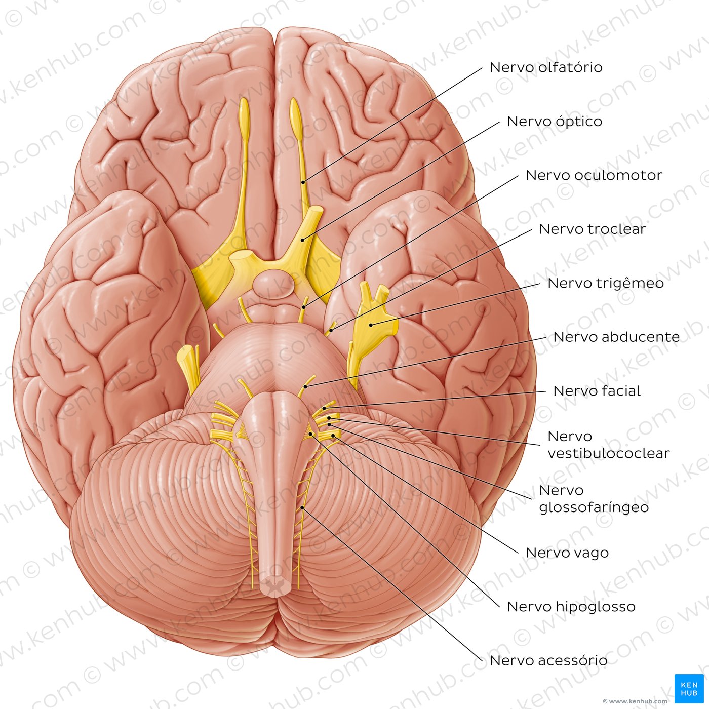A melhor forma de visualizar os nervos cranianos é com uma ilustração.