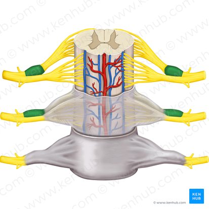 Gânglio espinal (Ganglion spinale); Imagem: Rebecca Betts