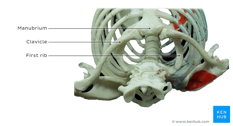 Sternoclavicular joint in a human skeleton.