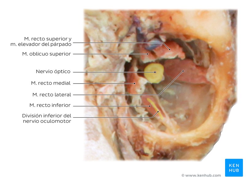 Músculos extraoculares y órbita en un modelo cadavérico