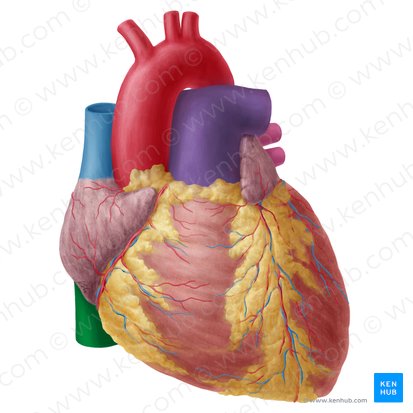 Veia cava inferior (Vena cava inferior); Imagem: Yousun Koh