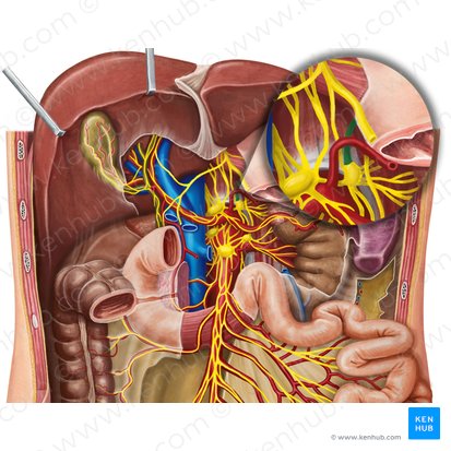 Left greater thoracic splanchnic nerve (Nervus splanchnicus thoracicus major sinister); Image: Irina Münstermann