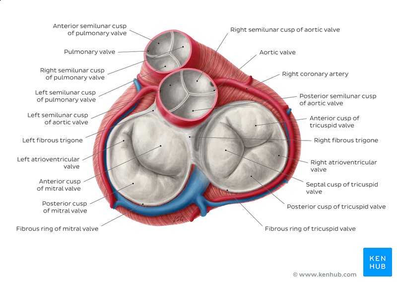 Valvular heart disease Types and presentation Kenhub