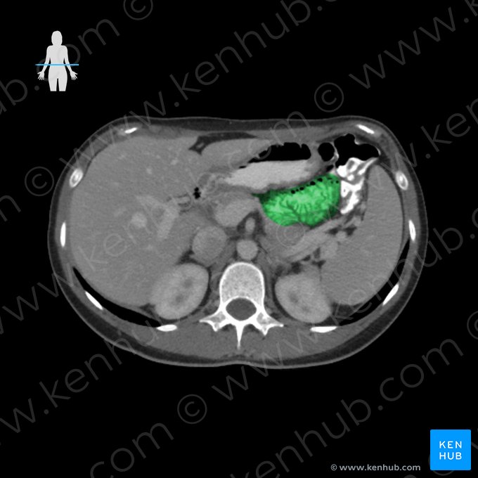 Jejunum (Leerdarm); Bild: 