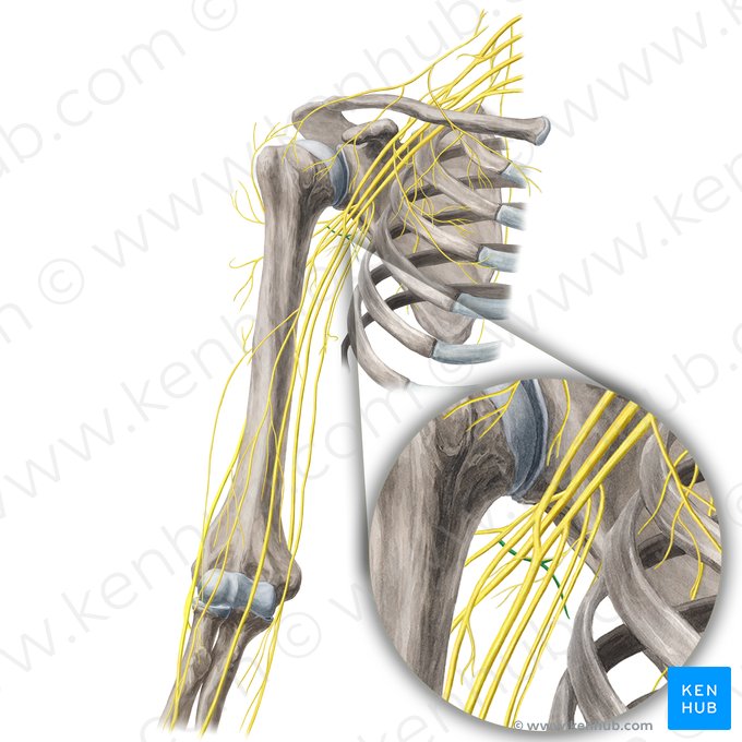 Nervus musculi teretis minoris (Nerv zum kleinen Rundmuskel); Bild: Yousun Koh