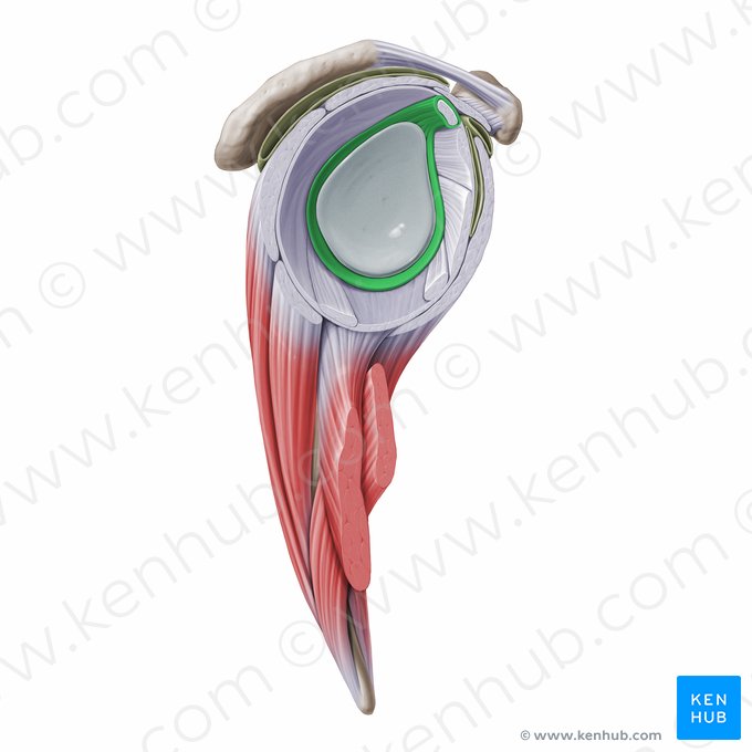 Labrum da glenoide da escápula (Labrum glenoidale scapulae); Imagem: Paul Kim