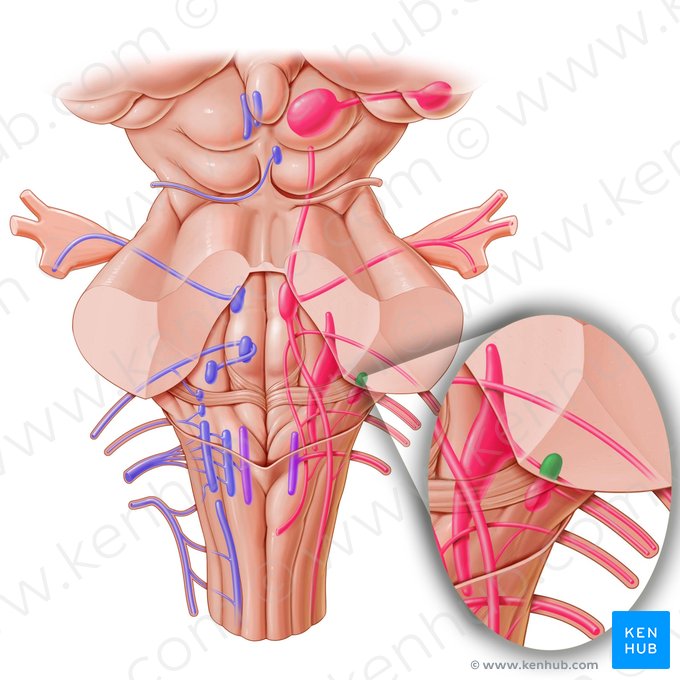 Núcleo coclear anterior (Nucleus cochlearis anterior); Imagem: Paul Kim