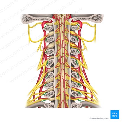 Posterior rami of spinal nerves C1-C8 (Rami posteriores nervi spinalium C1-C8); Image: Rebecca Betts