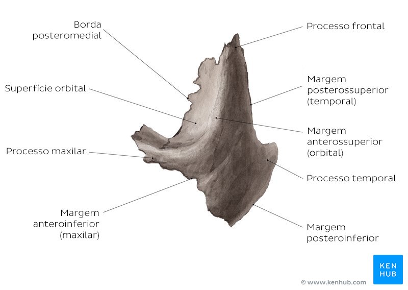Margens e superfícies do osso zigomático