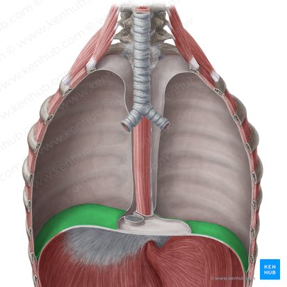 Porção diafragmática da pleura parietal (Pars diaphragmatica pleurae parietalis); Imagem: Yousun Koh