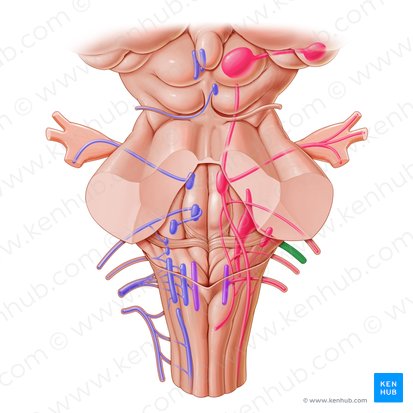 Vestibulocochlear nerve (Nervus vestibulocochlearis); Image: Paul Kim