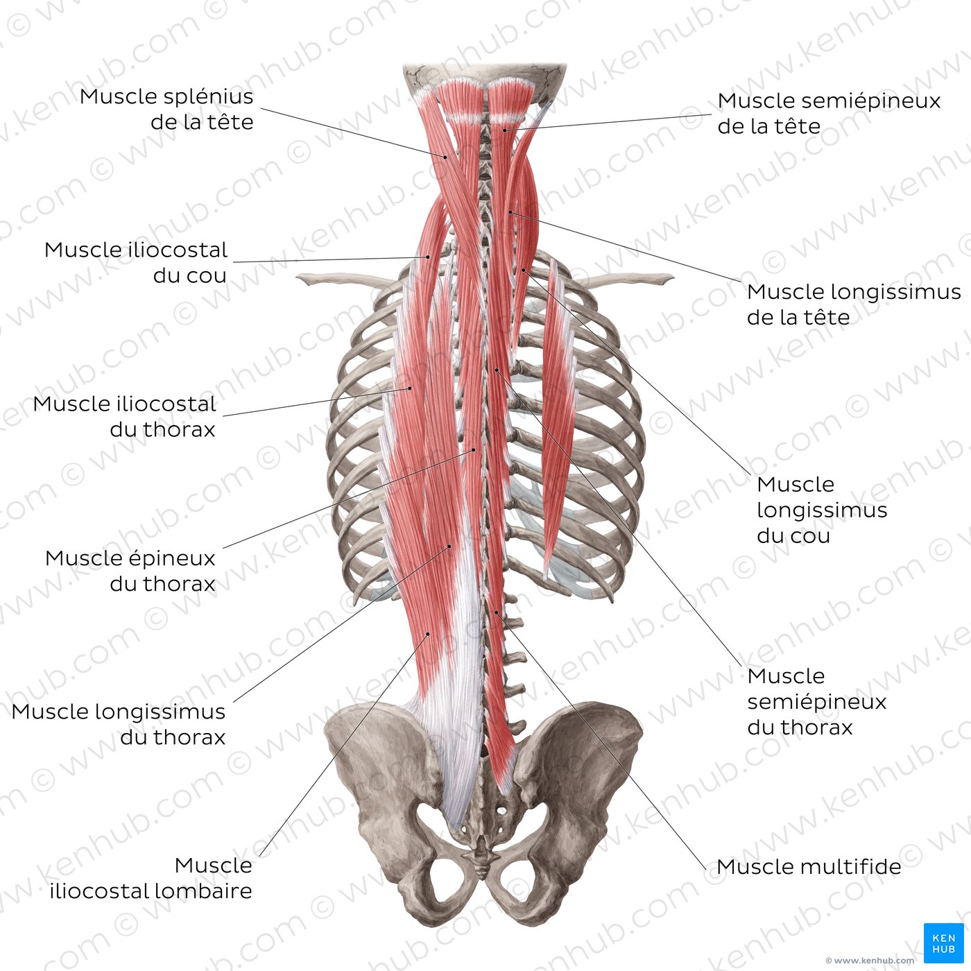 Les couches superficielles et intermédiaires des muscles profonds du dos