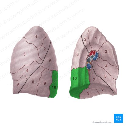 Segmento basilar posterior do pulmão esquerdo (Segmentum basale posterius pulmonis sinistri); Imagem: Paul Kim
