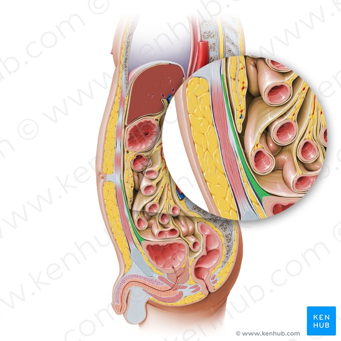 Ligament ombilical médian (Ligamentum umbilicale medianum); Image : Paul Kim