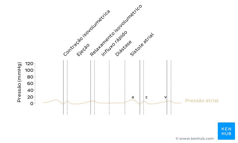 Pressão atrial no diagrama de Wiggers