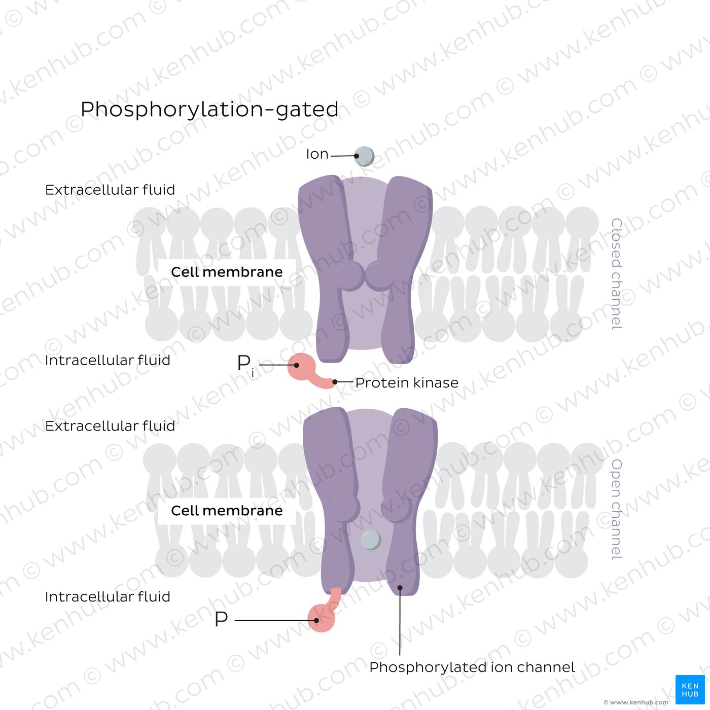 Phosphorylation-gated ion channels