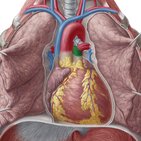 Pulmonary trunk