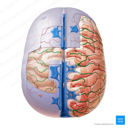 Venae superiores cerebri (Obere Hirnvenen); Bild: Paul Kim