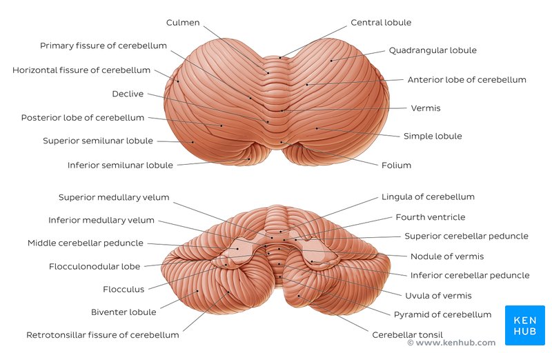 Cerebellum: Gross anatomy and blood supply | Kenhub