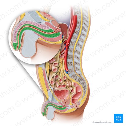 Corpus spongiosum penis (Schwammkörper des Penis); Bild: Paul Kim