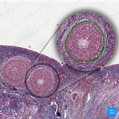 Basement membrane (Membrana basalis); Image: 