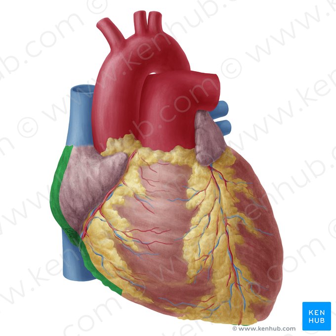 Borde derecho del corazón (Margo dexter cordis); Imagen: Yousun Koh