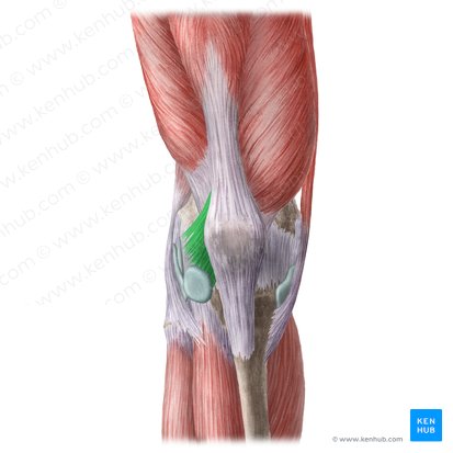 Retináculo patelar lateral (Retinaculum patellae laterale); Imagen: Liene Znotina