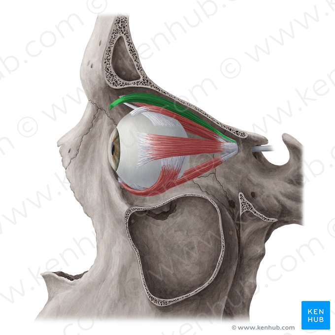 Músculo levantador da pálpebra superior (Musculus levator palpebrae superioris); Imagem: Yousun Koh