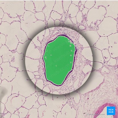 Lumen del bronquiolo terminal (Lumen bronchioli terminalis); Imagen: 