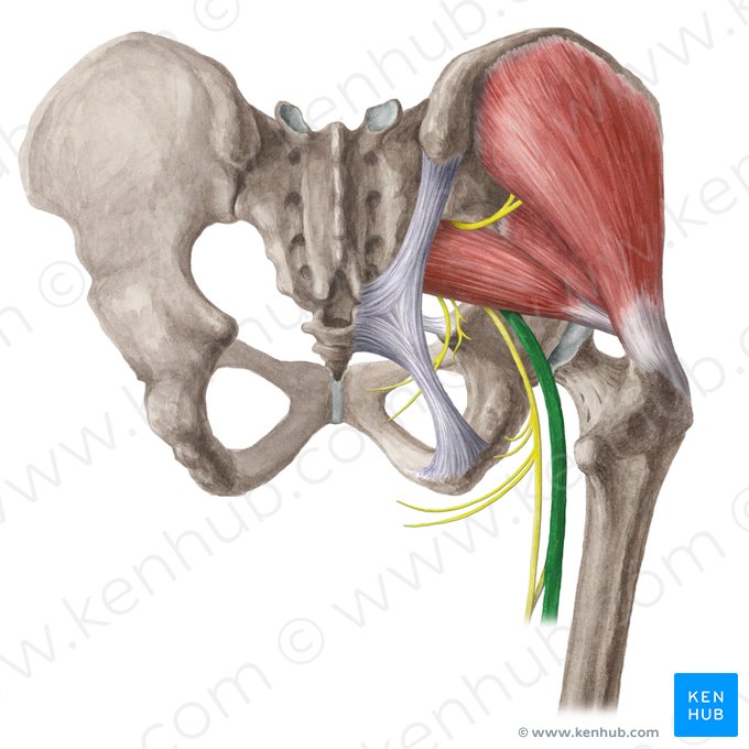 Sciatic nerve (Nervus ischiadicus); Image: Liene Znotina