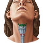 Hyoid bone