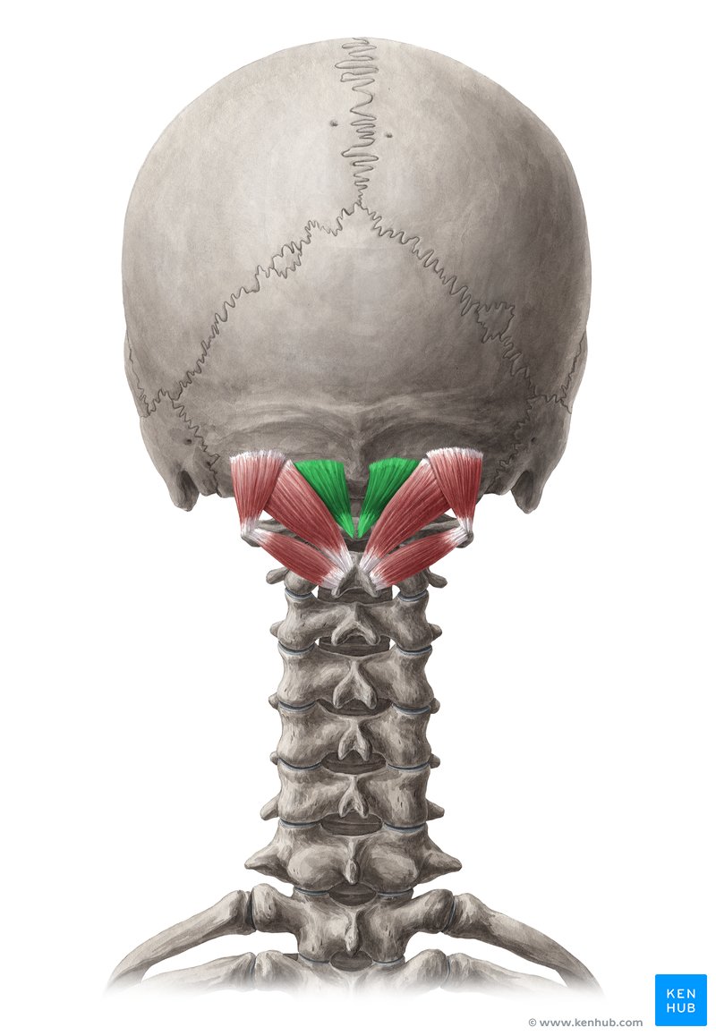 Rectus capitis posterior minor muscle (musculus rectus capitis posterior minor)
