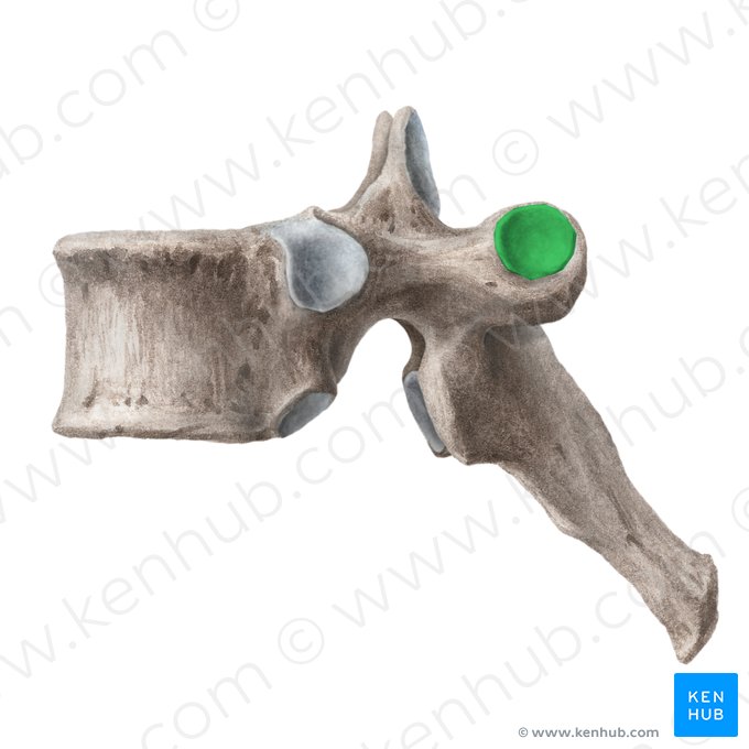 Fóvea costal do processo transverso da vértebra torácica (Fovea costalis processus transversi); Imagem: Liene Znotina