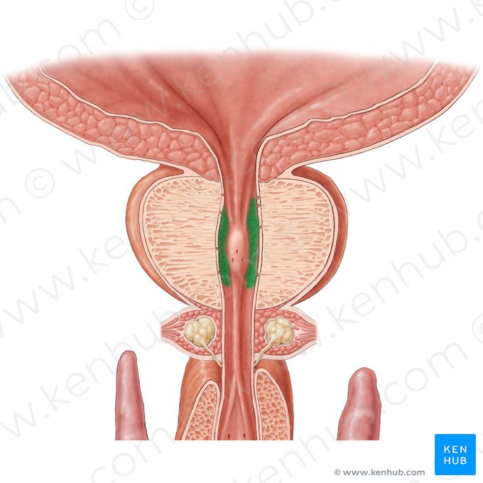 Prostatic ductules (Ductuli prostatici); Image: Samantha Zimmerman