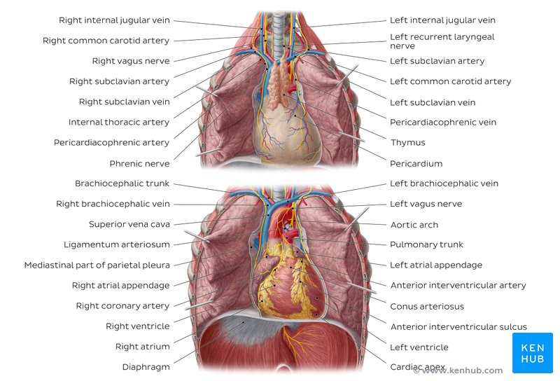 Anatomy of the heart in situ - anterior view